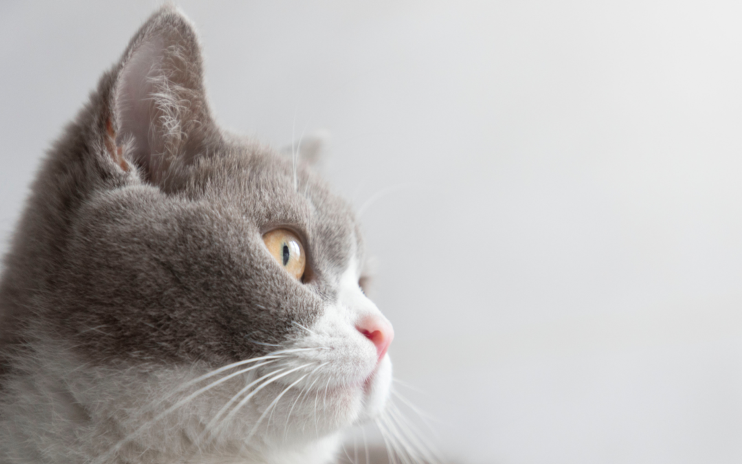 Feline Leukemia and the Danger Lurking in Cat Communities