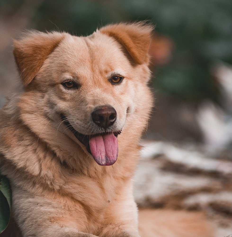Adorable brown dog lying on the ground