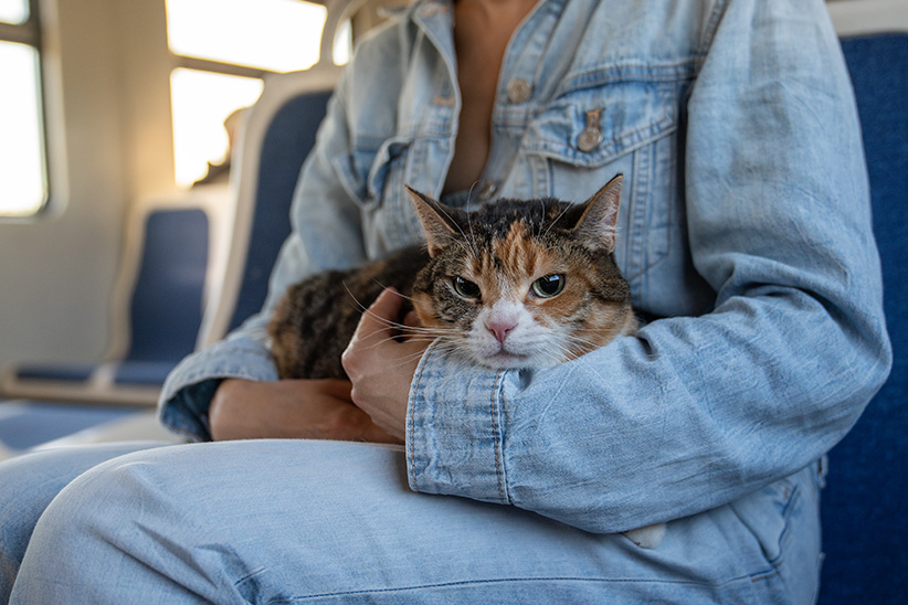 domestic-cat-travelling-on-a-train-nervous