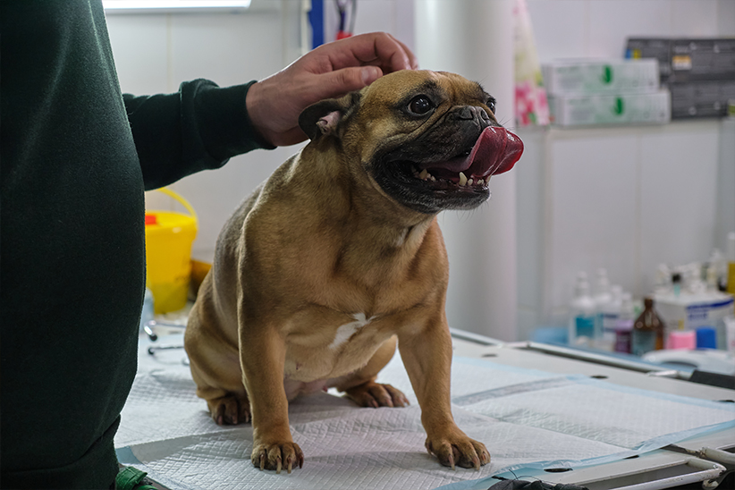 small-dog-at-the-reception-at-the-veterinarian