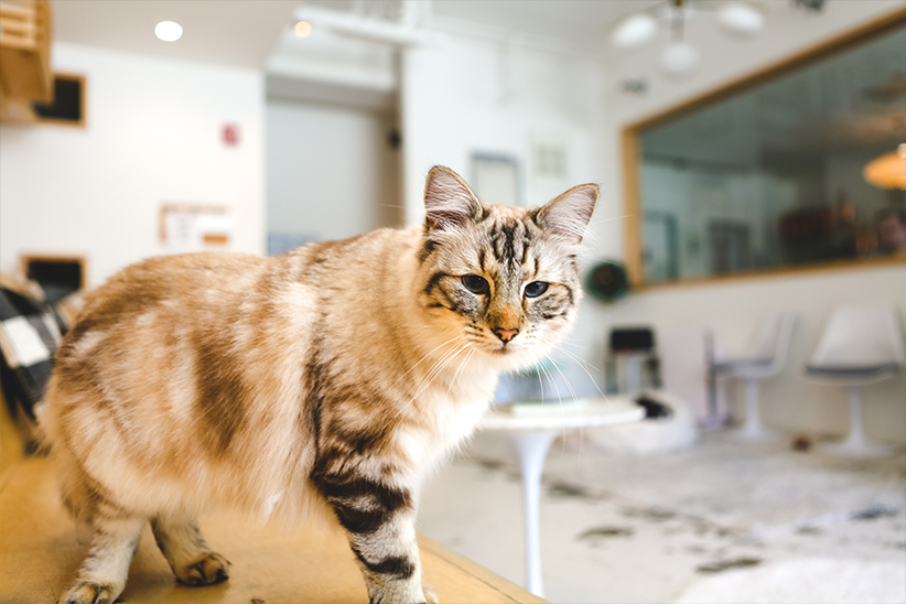 beautiful cat