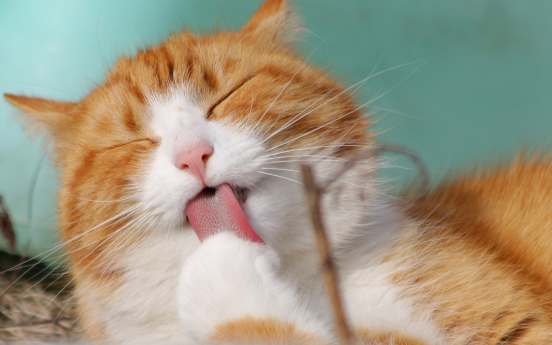 What Matters More for a Pet’s Weight: Exercise or Diet?