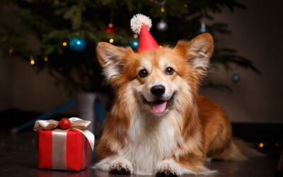 Thinking About Getting a Pet This Holiday Season?