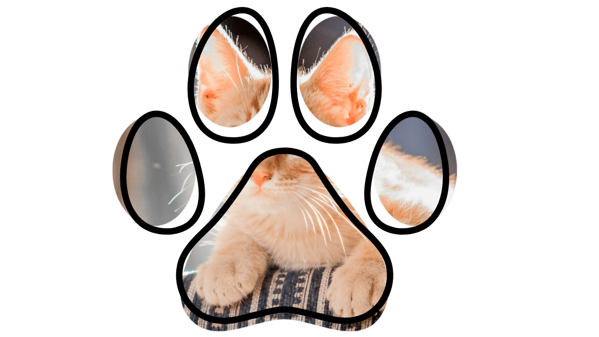 Vet near me cat care Fox Veterinary Hospital Elyria OH close up