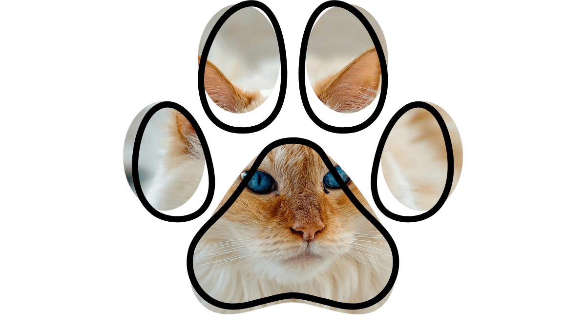 Vet near me feline wellness Fox Veterinary Hospital Elyria OH