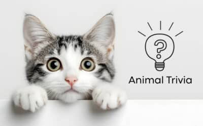 Vet Near Me Quiz – Are You Smarter Than a 5th Grader? Pet Edition | Fox Veterinary Hospital