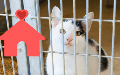 What to Think About When Adopting a Shelter Pet in Elyria