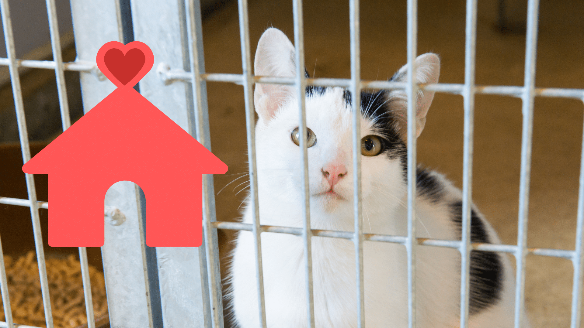 Adopting a Shelter Cat in Elyria Family adopting a shelter cat with support from Fox Veterinary Hospital in Elyria, OH