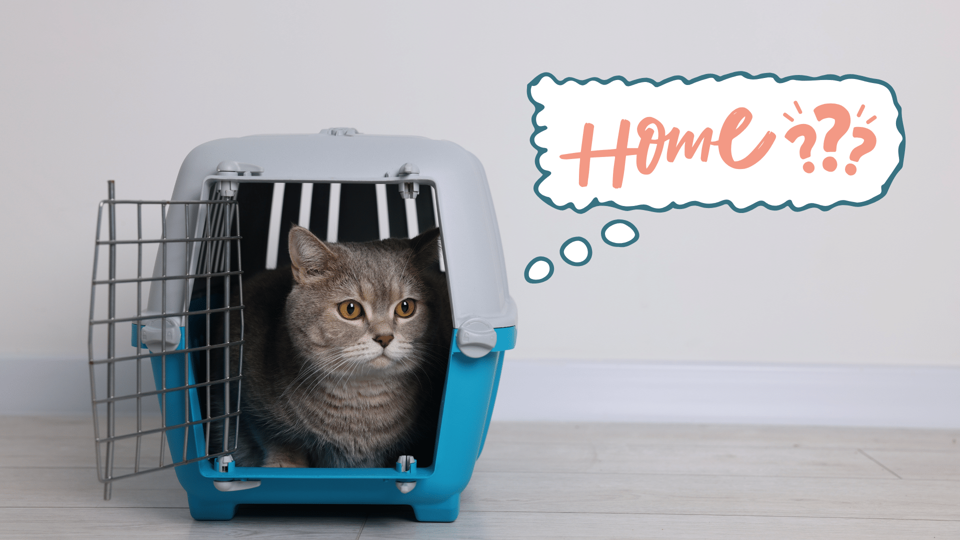 A cat sitting in a new carrier after being brought home in Elyria, OH