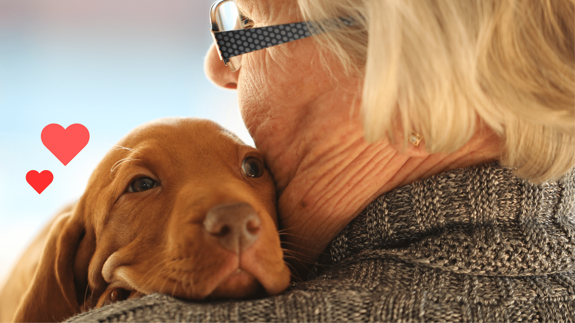 Puppy bonding with an owner with support from from Fox Veterinary Hospital in Elyria, OH